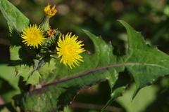里山の植物ノゲシ