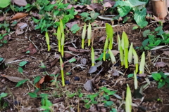 花散歩彼岸花１