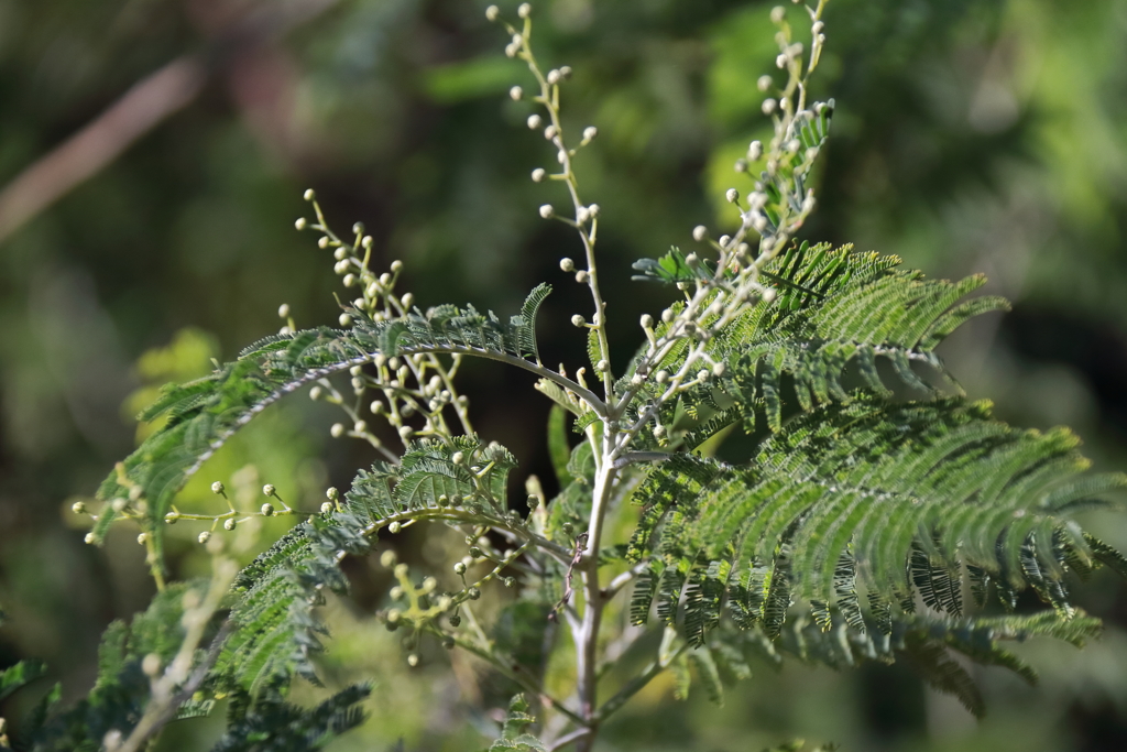 春を待つ　アカシア