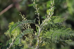 春を待つ　アカシア