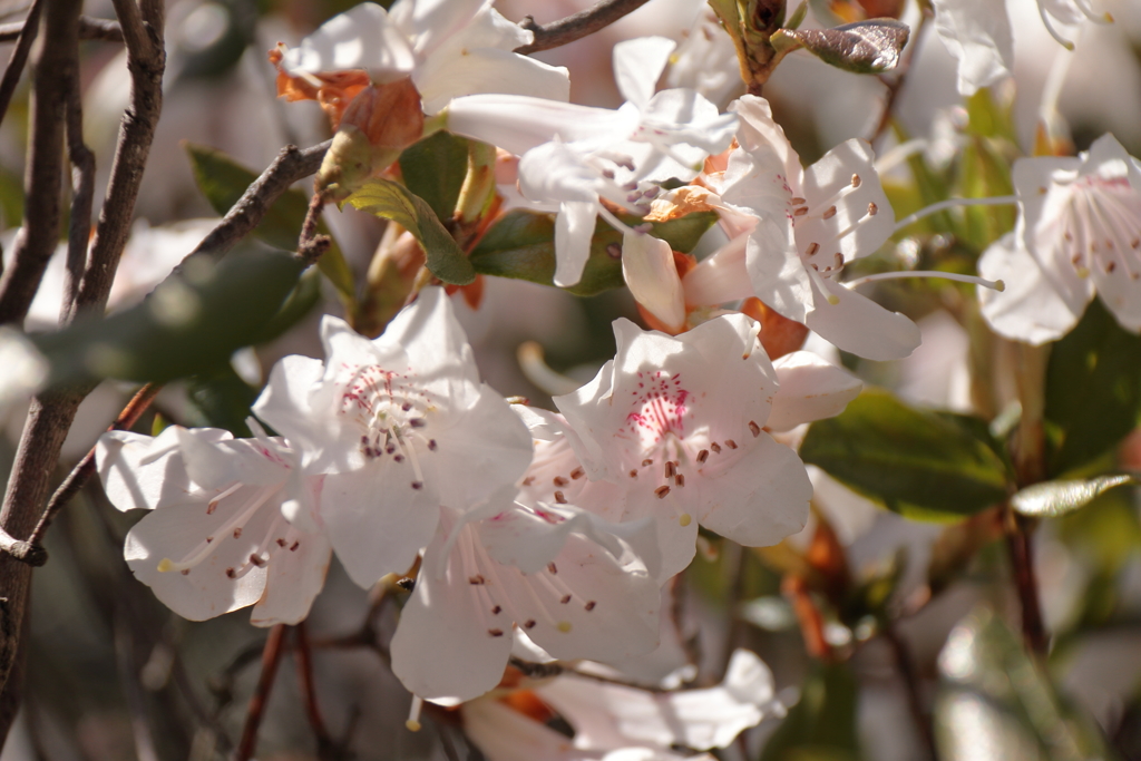 春、植物園６サクラツツジ