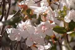 春、植物園６サクラツツジ