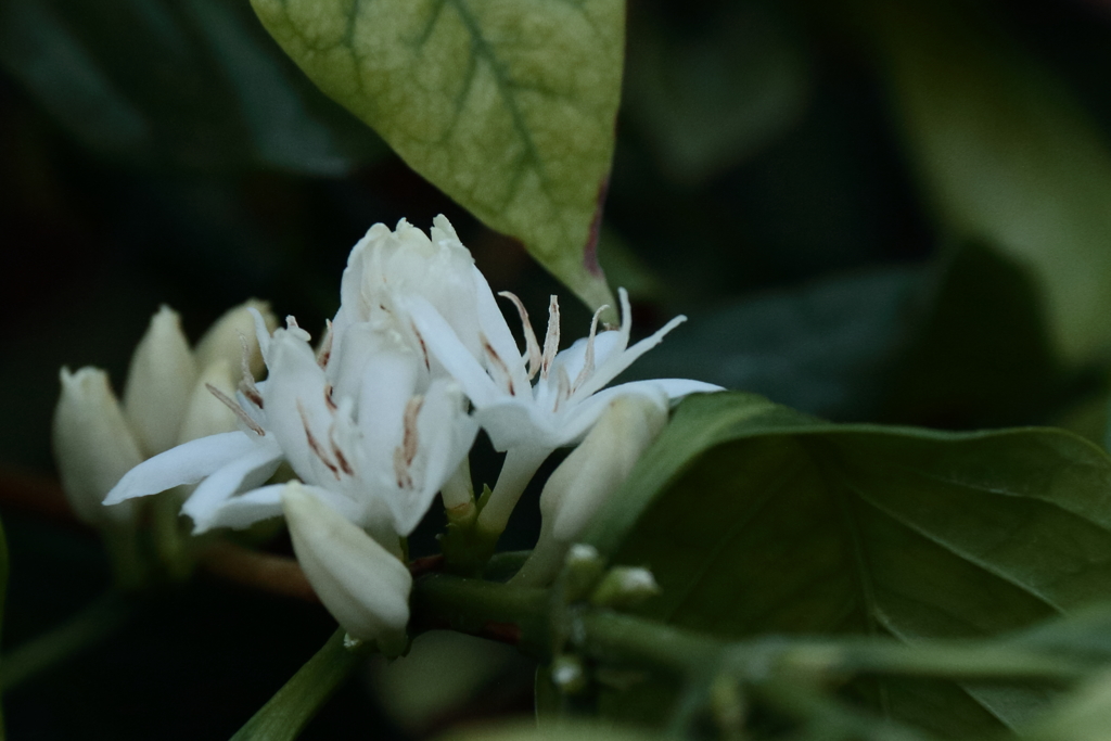コーヒーの花２
