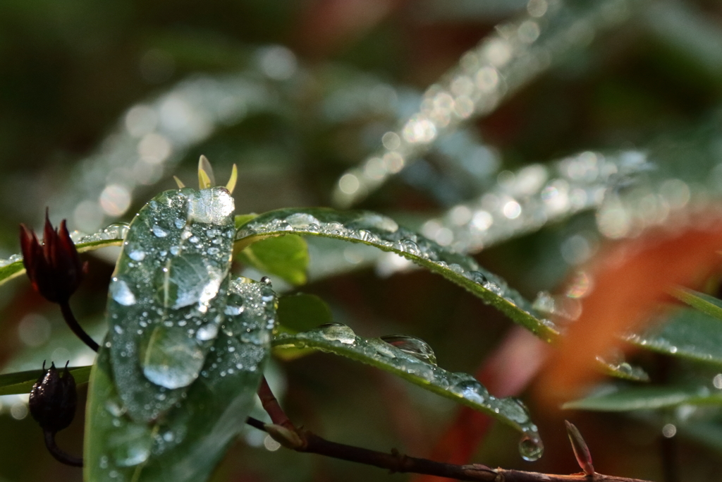 雨上がりの朝２
