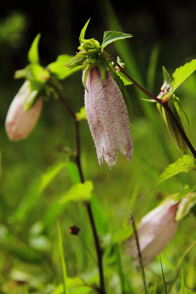 ホタルブクロの頃