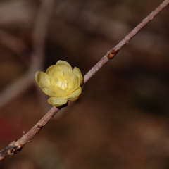 蝋梅咲く3