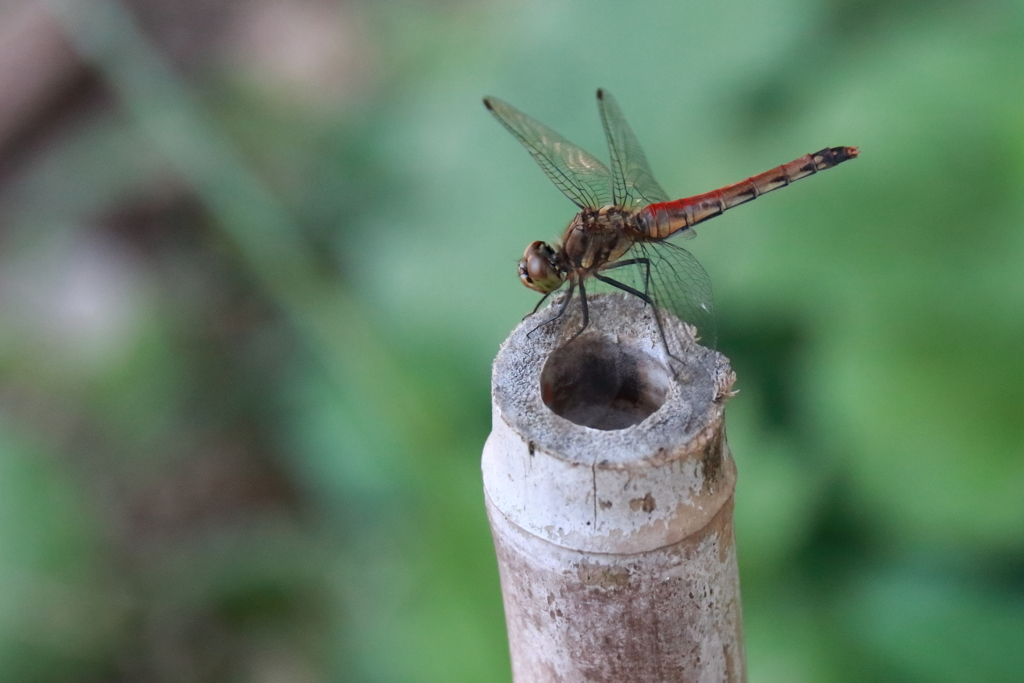 止まっているよ竿の先(^^♪