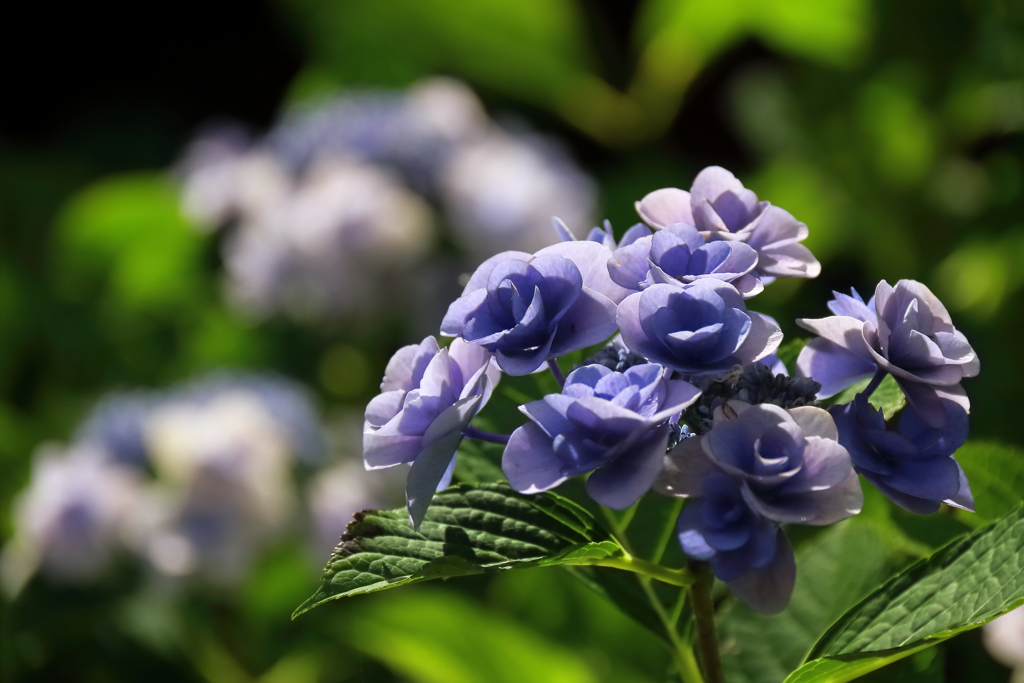 花散歩あじさい小径３