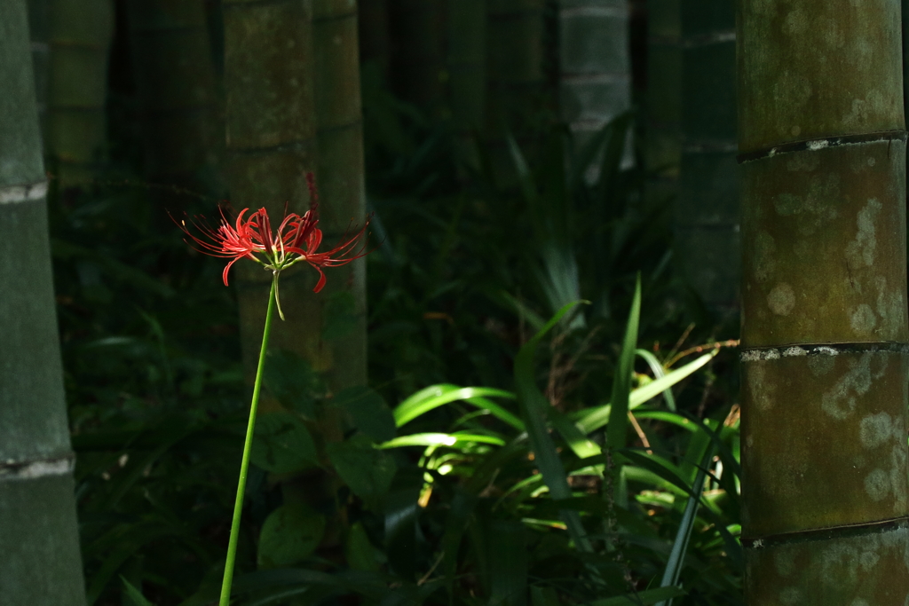 竹林の彼岸花