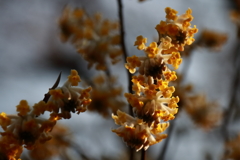 花散歩満開ミツマタ1