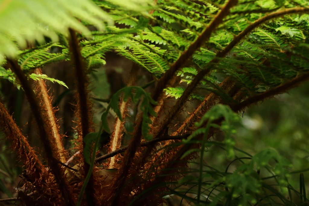 若緑のシダ