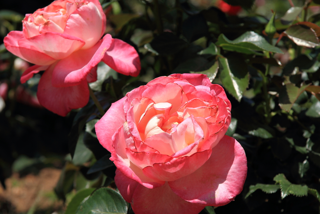 カリフォルニアドリーミング１