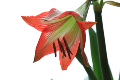 アマリリスが咲いた２