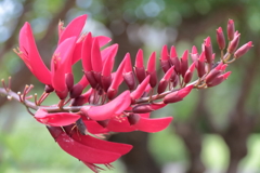 植物園散策デイゴ