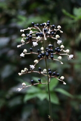 花散歩ヤブミョウガの実２