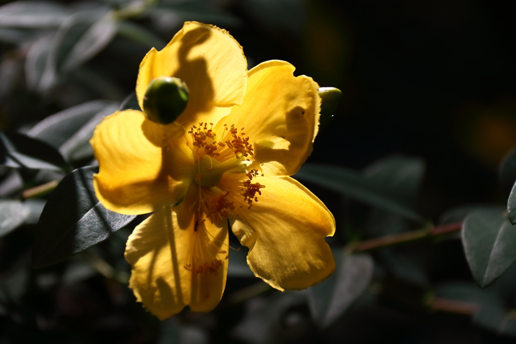 キンシバイ再び２