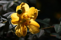 キンシバイ再び２