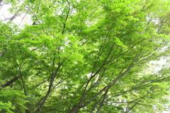 新緑へ１