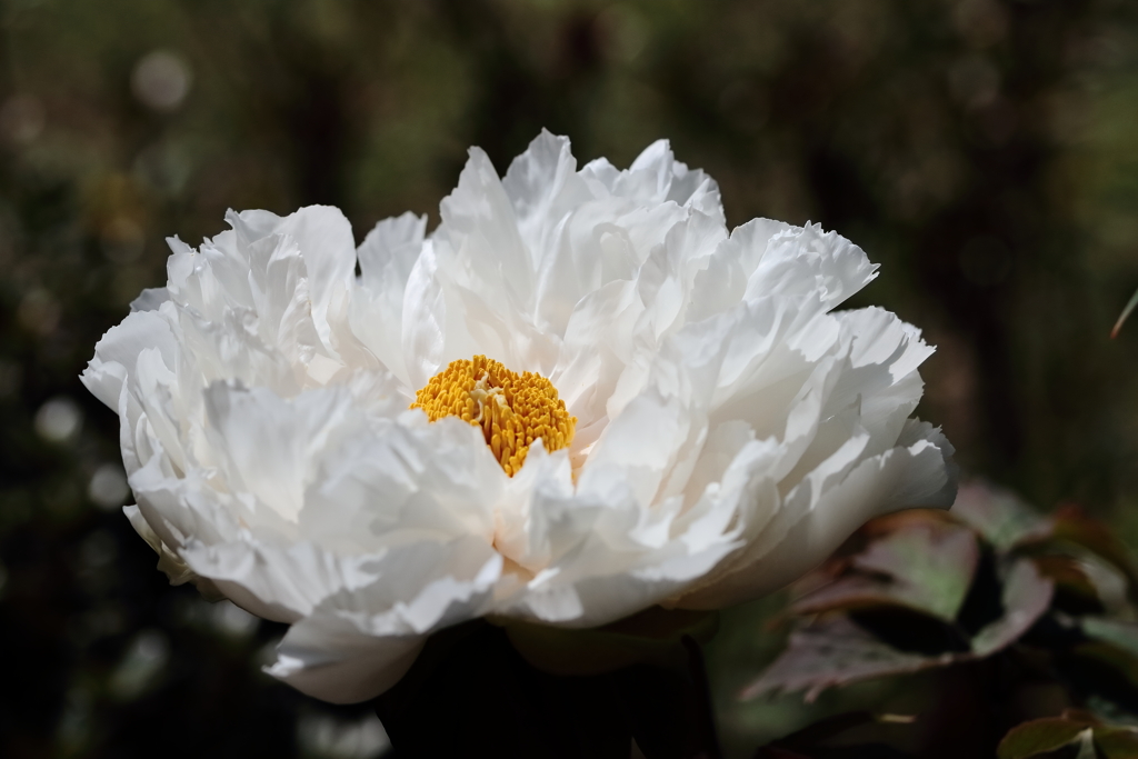 牡丹咲き競う５