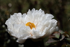 牡丹咲き競う５