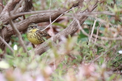里山の野鳥達アオジ３