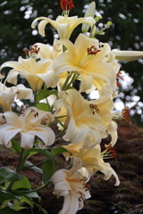 花散歩ご近所の百合