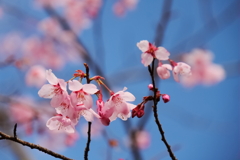 花散歩河津桜１