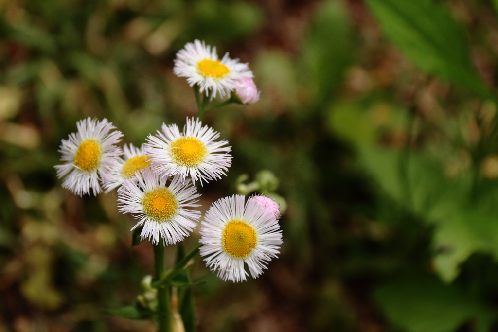ハルジオン咲く野道