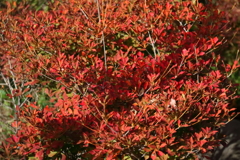 花散歩紅葉ドウダンツツジ