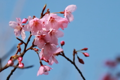 花散歩オカメザクラ?2
