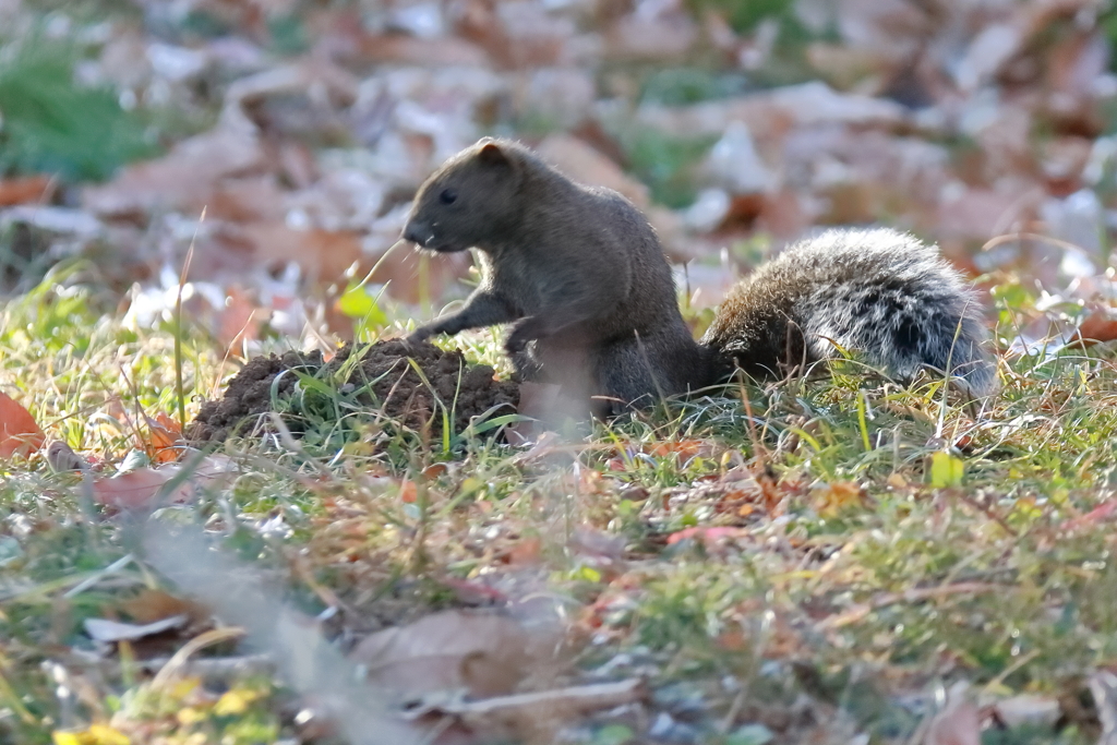 冬眠しないリス４
