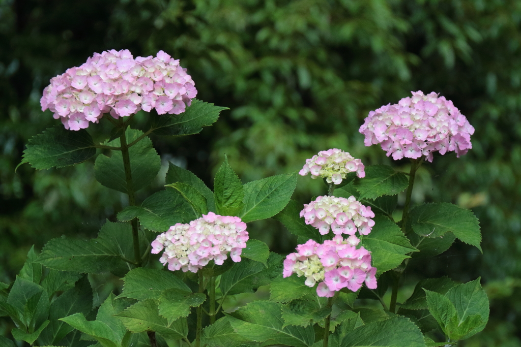 里山散歩紫陽花１