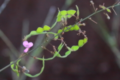 花散歩ヤバイ花２