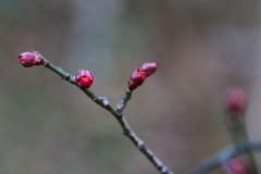 開花間近の紅梅２