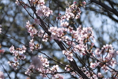 桜は終盤へ