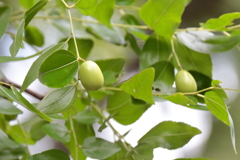 ナツメの実２