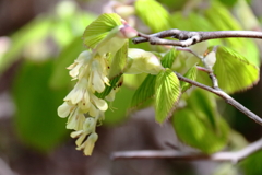 散歩道の花達18