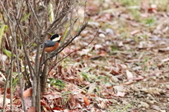 散歩道でヤマガラ２