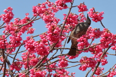 いきなりヒヨドリ１