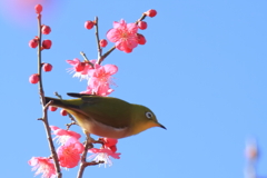 紅梅にメジロ３