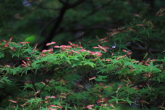 花散歩春もみじ１
