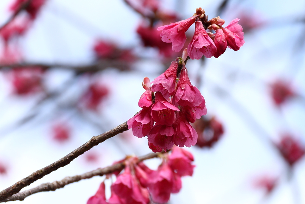 寒緋桜開花１