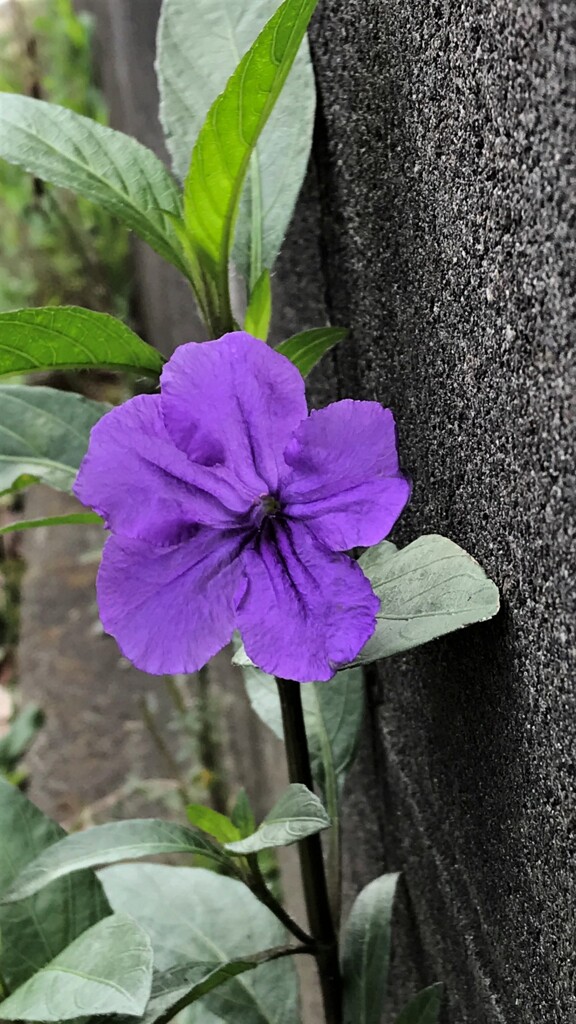 花散歩ムラサキルエリア