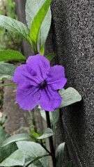花散歩ムラサキルエリア