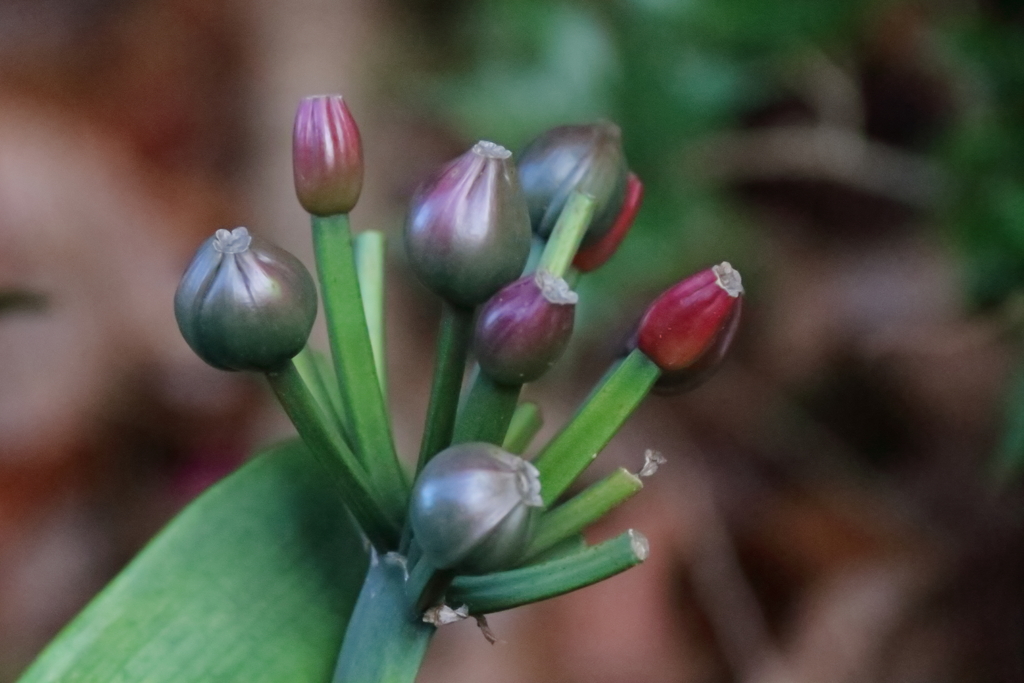 花散歩クンシランの実