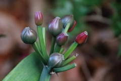 花散歩クンシランの実