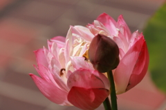 夏の終わりに３