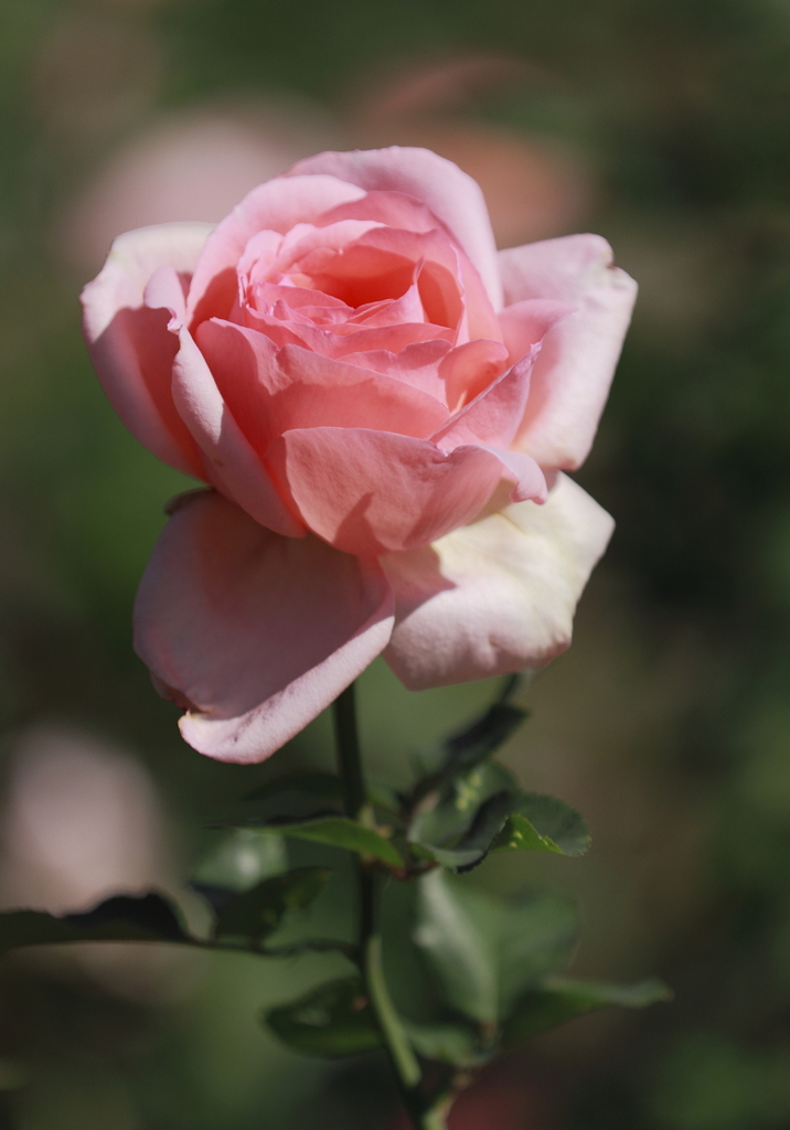 花の歳時記　秋バラ３