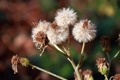 花散歩ツワブキ花を終えて