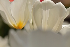 春　チューリップ２